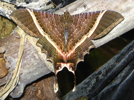 IMG 8270 Mooie grote vlinder