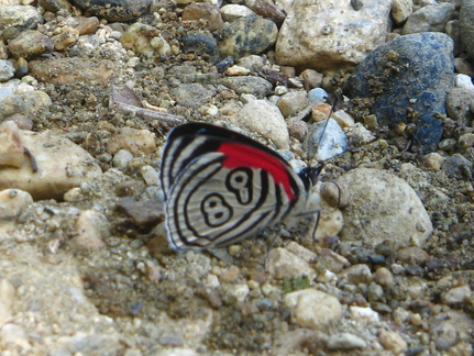 IMG 8281 Helaas onscherp maar een bijzondere vlinder nr 89