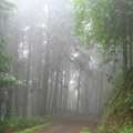 IMG 9861 Onscherp cloudforest