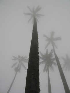 IMG 9869 Waspalmen in de mist