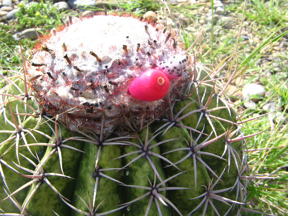 IMG 0100 Cactussen met eetbaar fruit