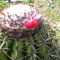 IMG 0100 Cactussen met eetbaar fruit