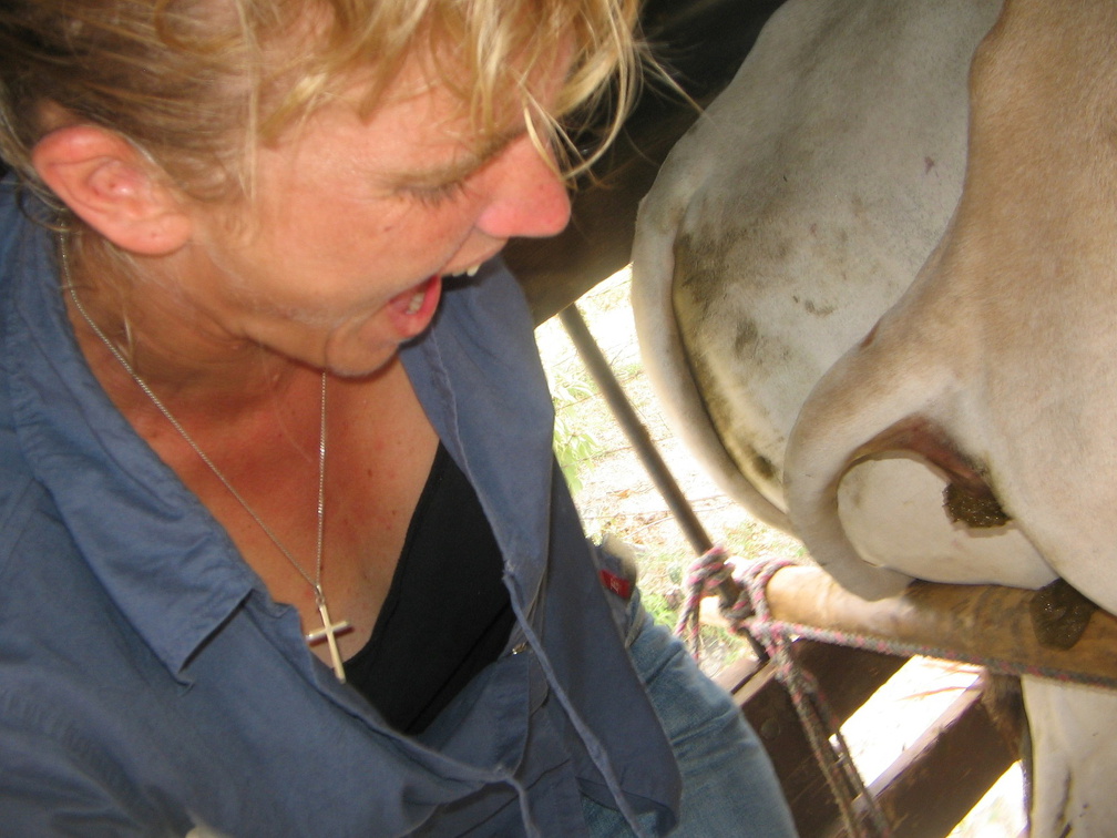 IMG 0124 Cowgirl bas tussen de schijtende koeien in de pickuptruck