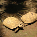 IMG_5298_Schildpadden_in_Zoo_Ave.jpg