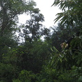 IMG 4986 Capucijneraapjes in de bomen