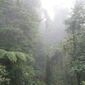 IMG 5055 Jungle in de mist