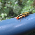 IMG 5098 Kleurig insect op de brugleuning