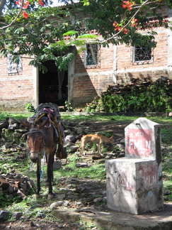 IMG 1628 Kerk paard en FMLN