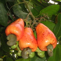 IMG 1428 Eetbare vrucht mara on in de tuin van het hotel