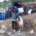 IMG 0531 Aangeschaft varken wordt ingeladen