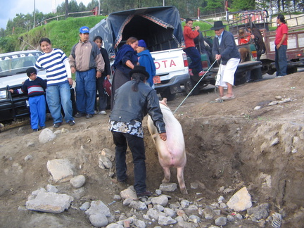 IMG 0531 Aangeschaft varken wordt ingeladen