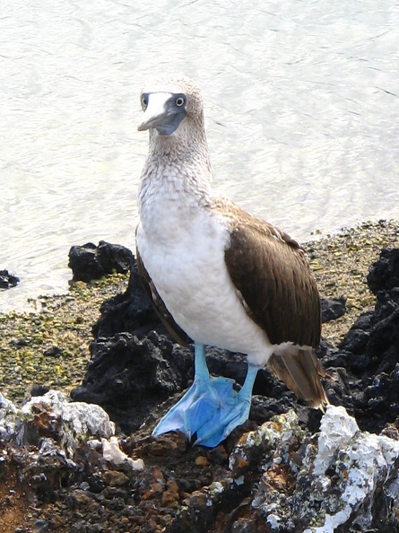 IMG_1694_De_Blue_Footed_Booby.jpg