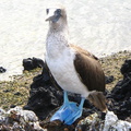 IMG 1694 De Blue Footed Booby