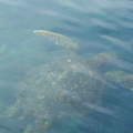 IMG 1751 Enorm veel zeeschildpadden