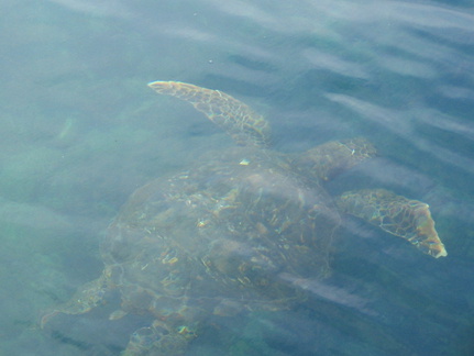 IMG 1751 Enorm veel zeeschildpadden