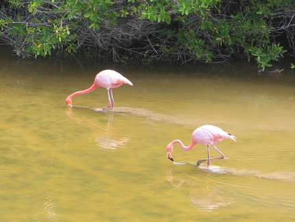 IMG 1605 Flamingos