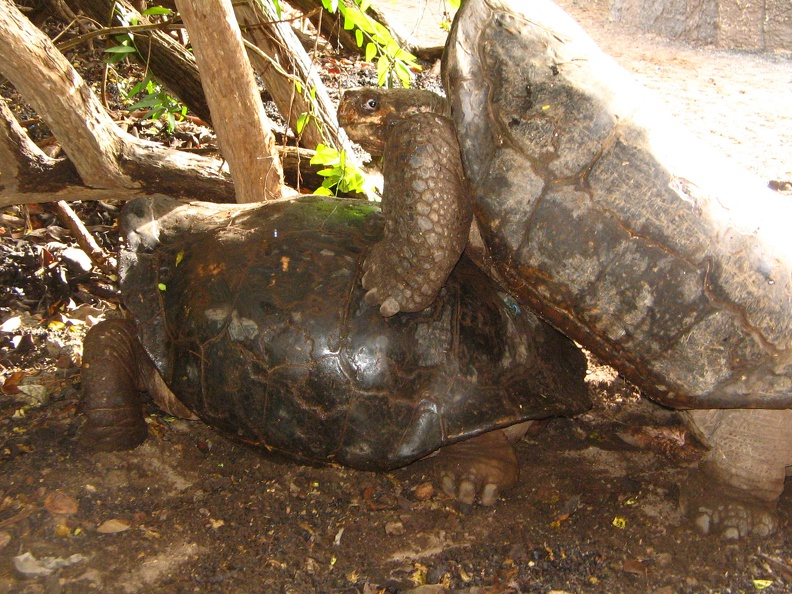 IMG 1612a Betrapt stiekem kleine schildpadjes maken he