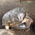 IMG 1612b parende schildpadden