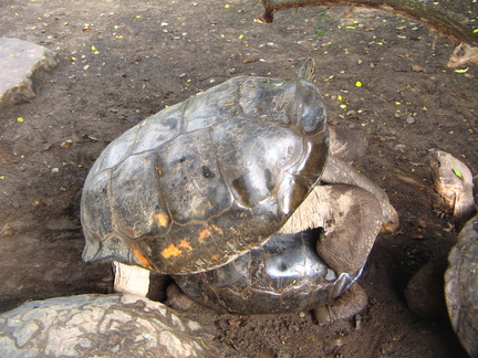 IMG 1612b parende schildpadden