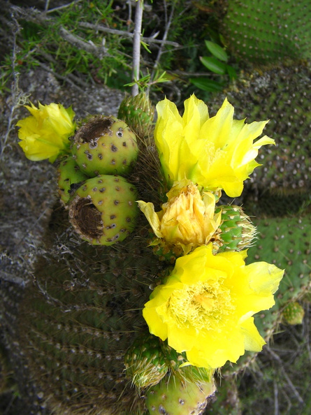 IMG_1530_Bloeiende_Opuntia_Cactus.jpg