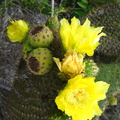 IMG 1530 Bloeiende Opuntia Cactus