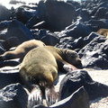 IMG 1072 Op Playa Man liggen de zeeleeuwen ook lekker te zonnen