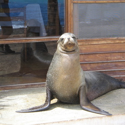 2006-05 Galapagos