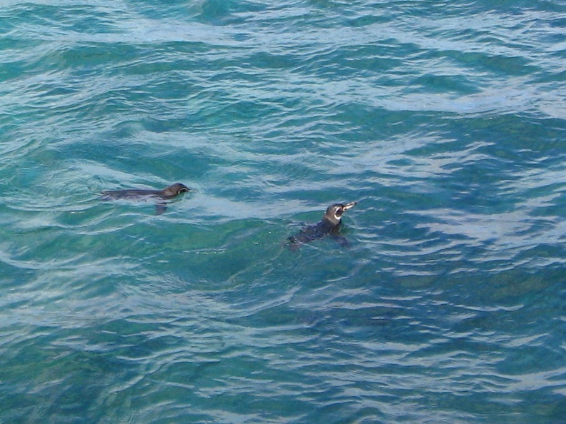 IMG_1371_Galapagos_pinguins.jpg