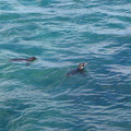 IMG 1371 Galapagos pinguins