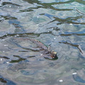 IMG 1373 Zwemmende Marina Iguana