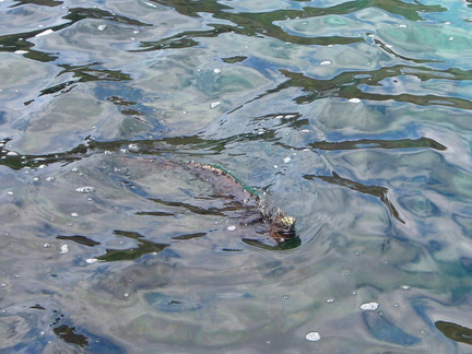 IMG 1373 Zwemmende Marina Iguana