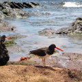 IMG 1382 Oyster catcher