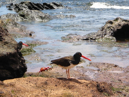 IMG 1382 Oyster catcher