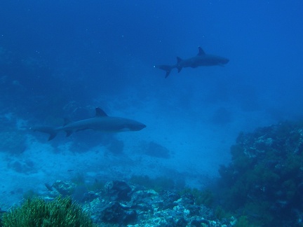 P5160108 White tip reef sharks foto Coen