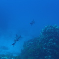 P5160109 White tip reef sharks vertrekken foto Coen