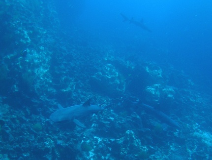 P5160125 Galapagos haai en white tip reef shark foto Coen