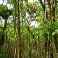 IMG_1421_Scalesia_forest.jpg
