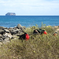 IMG 1240 Mannetjes Fregatvogels lokken de vrouwtjes met hun rode zak