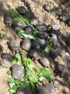 IMG 1163 Kleine schildpadjes bij het Darwin Centrum