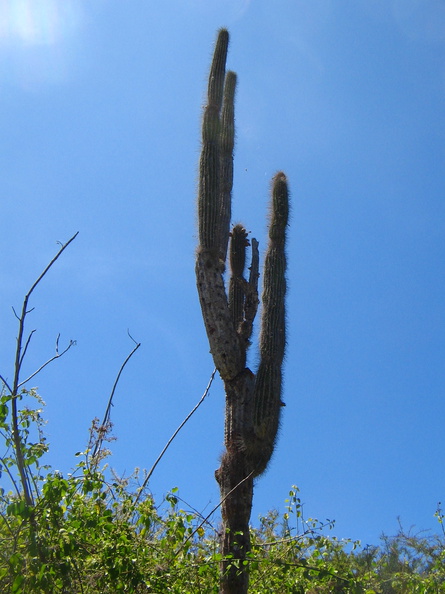 IMG_1173_Jasminocereus_cactus.jpg