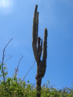 IMG 1173 Jasminocereus cactus