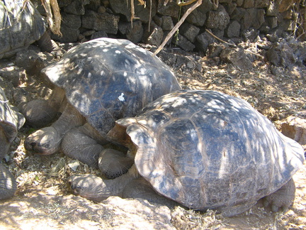 IMG 1179 Schildpadden zijn moe