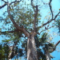 IM006285 Tikal is ook een bijzonde mooi natuurreservaat