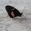 IMG 3381 Vlinder