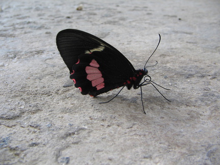 IMG 3381 Vlinder