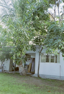 Chachalacas mango tree at hotel La Pingui