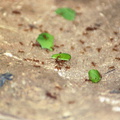 Palenque Agua Azul 12 ants 1