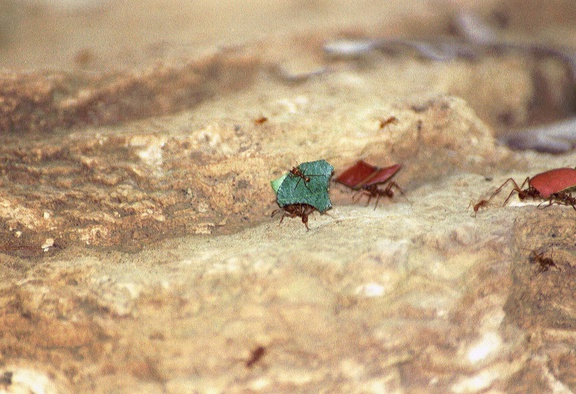 Palenque Agua Azul 12 ants 3