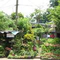 IMG 4247 Beter weer in Caterina een dorpje met veel plantenwinkels