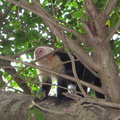 IMG 4347 Capuchino aapjes vlak bij ons hostel Buena Vista
